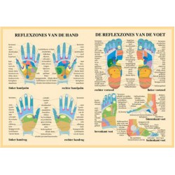 Reflexzones Poster A2 Hand en Voet Nederlands Reflexzones Poster A2 Hand en Voet Nederlands
