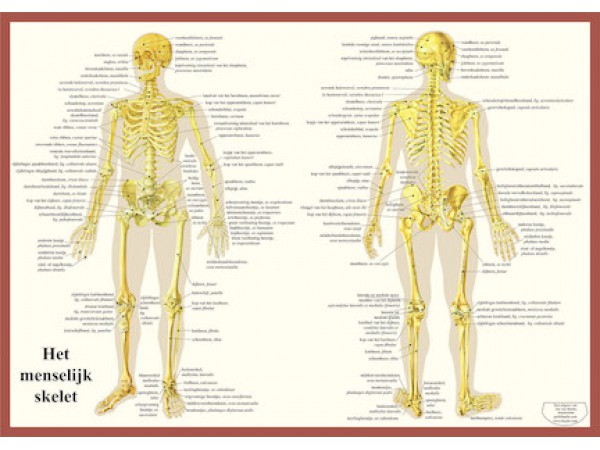 Skelet Poster A2 Nederlands