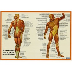 Spieren Poster A2 Nederlands Spieren Poster A2 Nederlands