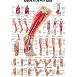 Spierenposter Voet