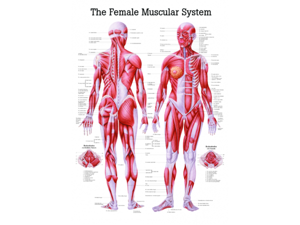 Плакат мышц. Мышцы тела. Мышечная система. Анатомия мышечной системы. Анатомия мышц.
