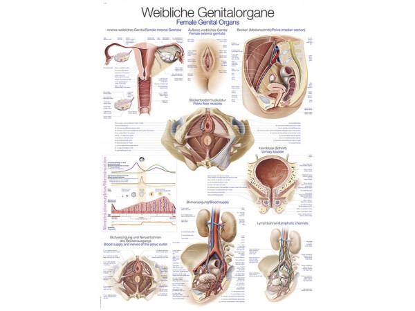 Vrouwelijke Geslachtsorganen Poster