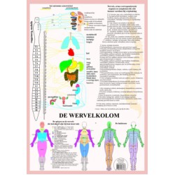 Wervelkolom Poster A2 Nederlands Wervelkolom Poster A2 Nederlands