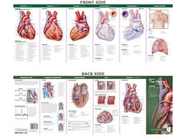 Anatomie van het Hart Studiegids