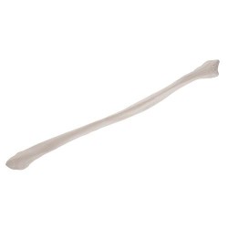 Kuitbeen (fibula) model