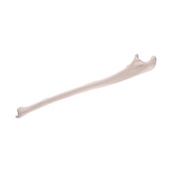 Ellepijp (ulna) model