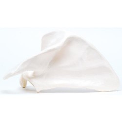 Schouderblad (Scapula) model