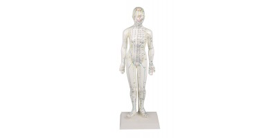 Acupunctuur Model Vrouw, 50 cm