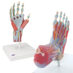 Anatomie Hand en Voet Set Anatomie Hand en Voet Set