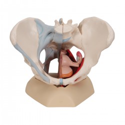 Vrouwelijk bekken, ligamenten & organen doorsn.