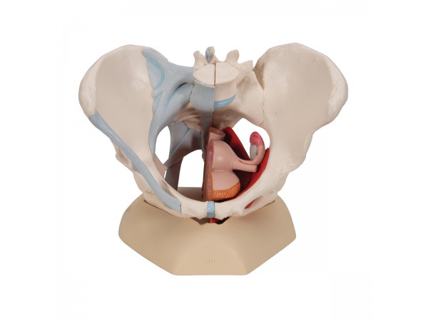 Vrouwelijk bekken, ligamenten & organen doorsn.