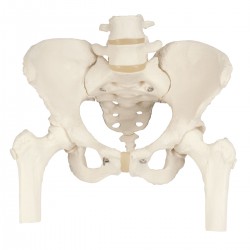 Bekkenskelet vrouw met dijbeenhoofden