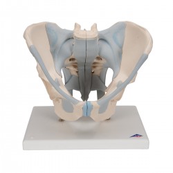 Mannelijk Bekkenmodel met Ligamenten