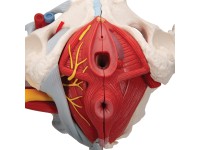 Vrouwelijk bekken 6-delig, ligamenten, spieren, etc.