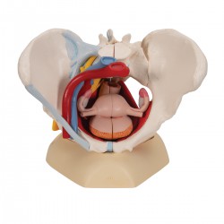 Vrouwelijk bekken 6-delig, ligamenten, spieren, etc. Vrouwelijk bekken 6-delig, ligamenten, spieren, etc.