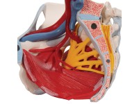 Vrouwelijk bekken 6-delig, ligamenten, spieren, etc.