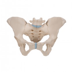 Vrouwelijke bekken 3-delig