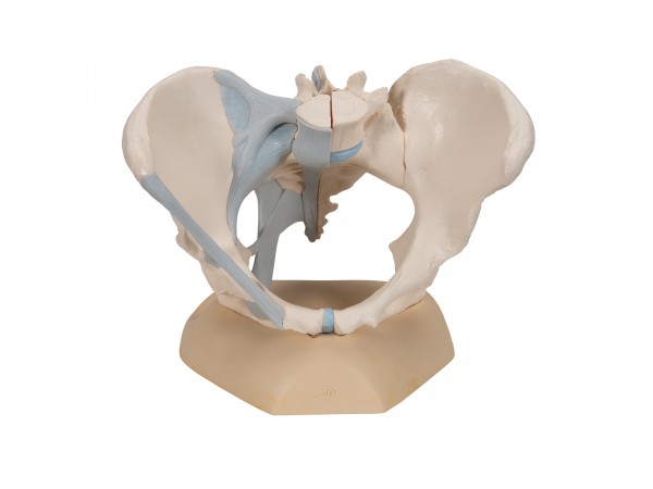 Vrouwelijk bekken met ligamenten, 3-delig