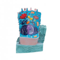 Dierencel Model Dierencel Model