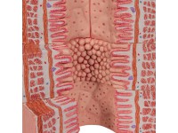 Spijsverteringsysteem, micro-anatomie