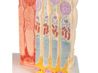 Micro-anatomie Oog - Retina