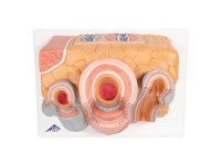 Micro anatomie slagader en ader