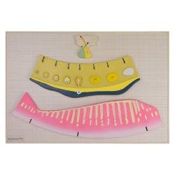 Vrouwelijke Hormonale Cyclus Model