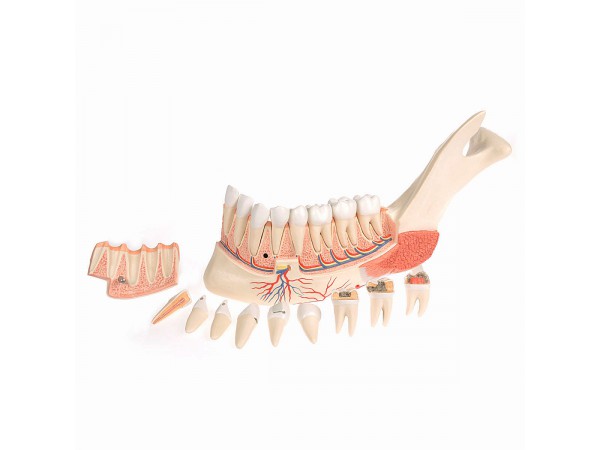 Onderkaakhelft, geavanceerd model,19-delig