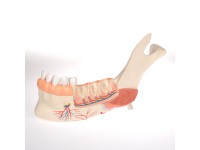 Onderkaakhelft, geavanceerd model,19-delig