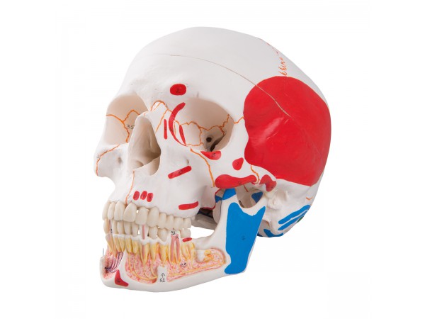 Gekleurde schedel met opengewerkte onderkaak