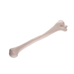 Opperarmbeen (Humerus) model