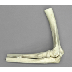 Anatomisch Model Ellebooggewricht Anatomisch Model Ellebooggewricht