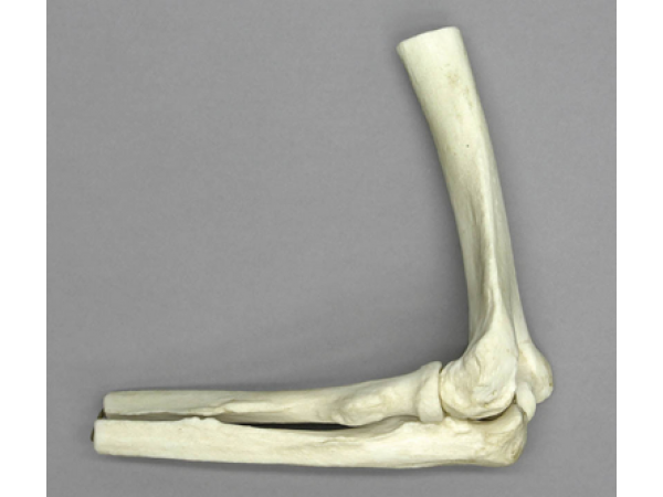 Anatomisch Model Ellebooggewricht