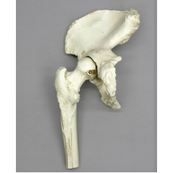 Anatomisch Model Heupgewricht Anatomisch Model Heupgewricht