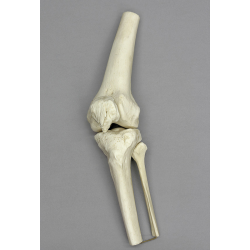 Anatomisch Model Kniegewricht Anatomisch Model Kniegewricht
