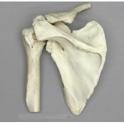 Anatomisch Model Schoudergewricht Anatomisch Model Schoudergewricht