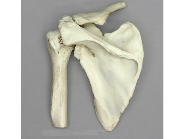 Anatomisch Model Schoudergewricht