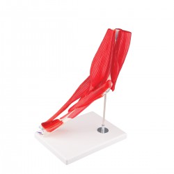 Elleboog met verwijderbare spieren