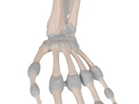 Hand skelet met elastische ligamenten