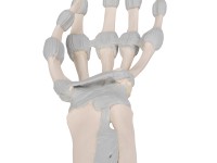 Hand skelet met elastische ligamenten