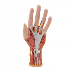 Interne anatomie van de hand