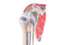 Schoudermodel met afneembare spieren