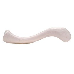 Sleutelbeen (Clavicula) model