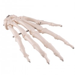 Handskelet Handskelet
