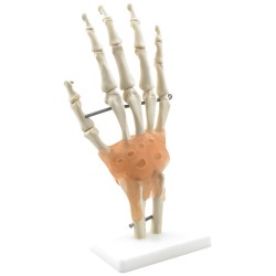 Handskelet Model met Ligamenten