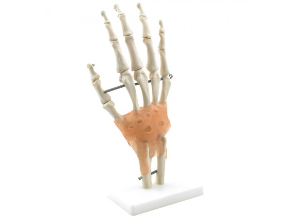 Handskelet Model met Ligamenten