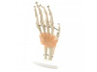 Handskelet Model met Ligamenten