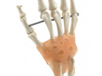 Handskelet Model met Ligamenten