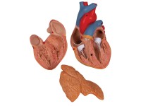 Klassiek hartmodel met thymus