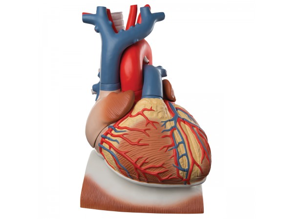 Hart op middenrif 10-delig 3x ware grote